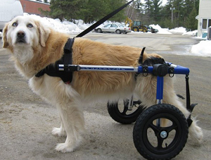 Le chariot pour chien, la solution pour aider Texane