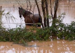 Il faut rapidement intervenir pour sauver les chevaux