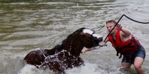 Évacuer les chevaux d'une zone inondée n'est pas chose facile