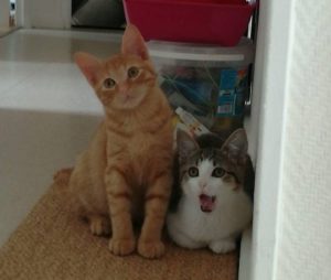 Noisette et Nuggets, 2 des chats sauvés par l'association