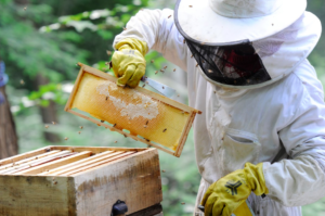 Une production souvent en chute chez les apiculteurs impactés