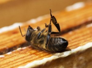 Les abeilles sont les victimes collatérales des épandages de pesticides