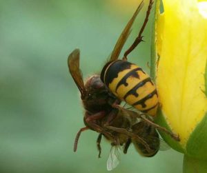 Les frelons asiatiques font des ravages parmi les essaims d'abeilles