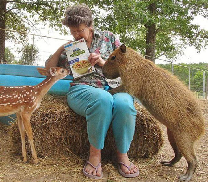 Comment Aider Et Financer Un Refuge Pour Animaux   Refuge Pour Animaux 