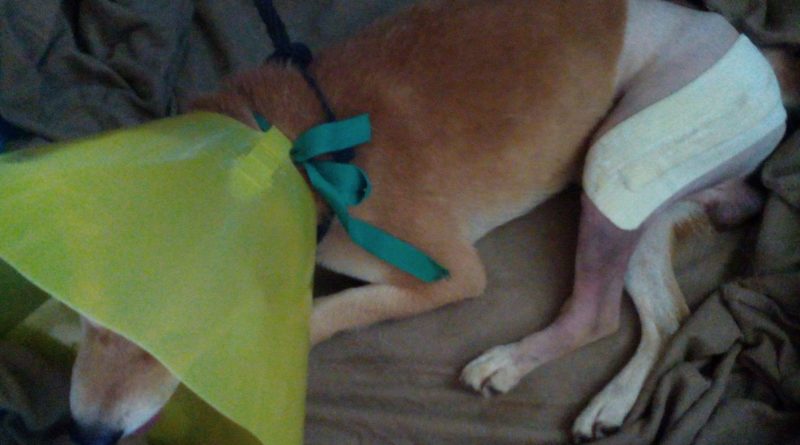 aider un chien blessé avec la cagnotte pour Koko