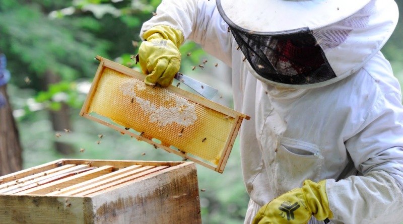 Une production souvent en chute chez les apiculteurs impactés